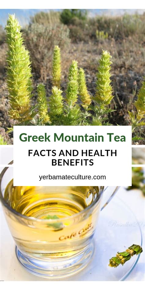 Greek Mountain Tea – Sideritis Facts and Health Benefits | Herbs for ...