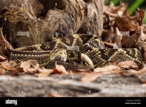 Neotropical Rattlesnake Crotalus Durissus Hi Res Stock Photography And