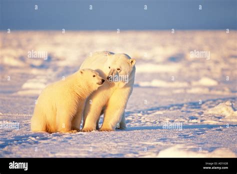 Polar Bear Ursus Maritimus Sow With Cub Stay Close Together For Safety