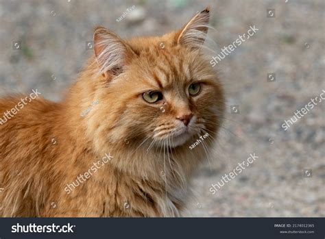 1,522 Orange Tom Cat Images, Stock Photos & Vectors | Shutterstock