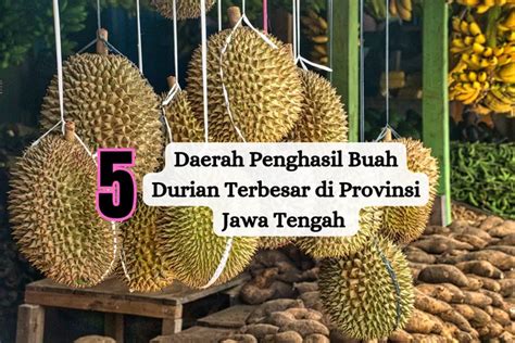 Top 5 Daerah Penghasil Buah Durian Terbesar Di Jawa Tengah Siapa