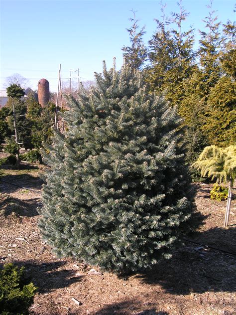 Compact Blue Alpine fir | Katsura Gardens