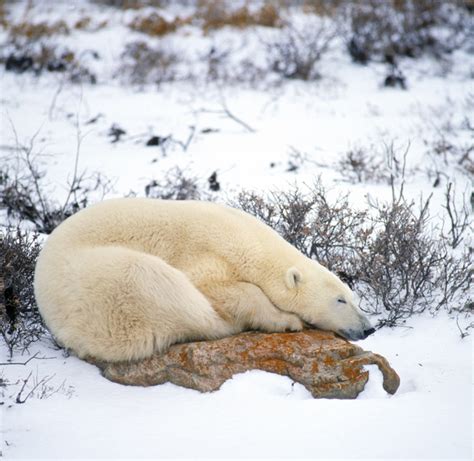 Adw Ursus Maritimus Pictures