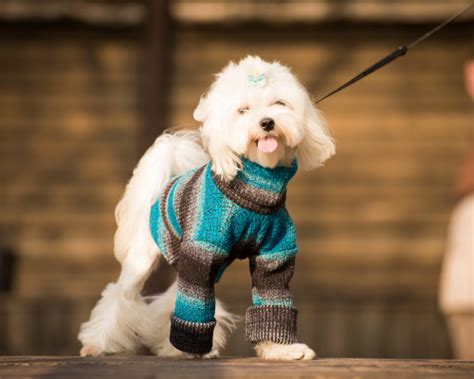 What Size Human Clothes Can Fit Your Dog Full Guide