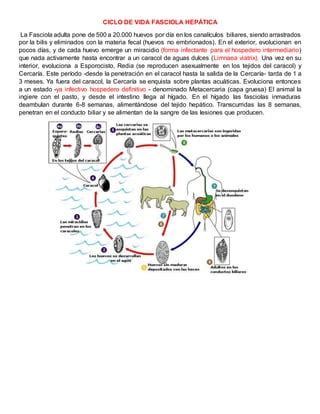 Ciclo De Vida De La Hep Tica