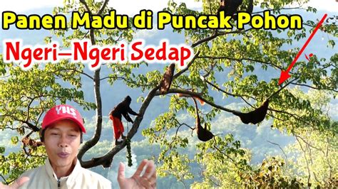 Panen Madu Hutan Di Mutis Timau Ntt Woww Ngeri Youtube