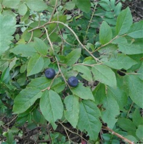 Mountain Huckleberry, Vaccinium membranaceum | Native Plants PNW