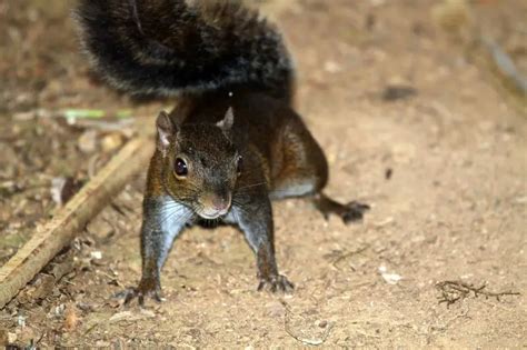 Yucatan squirrel - Facts, Diet, Habitat & Pictures on Animalia.bio