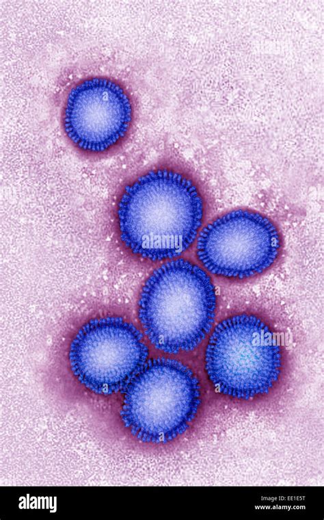 INFLUENZA VIRUS TEM Stock Photo Alamy