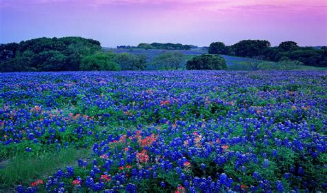 Bluebonnets: Texas' Five State Flowers