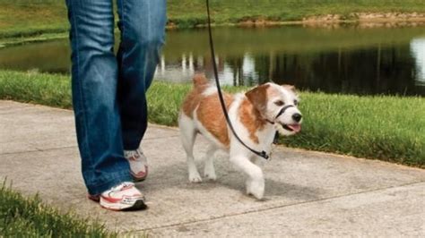 Best dog collars, harnesses & leashes | CNN Underscored | Chien, Chiens noirs, Animaux