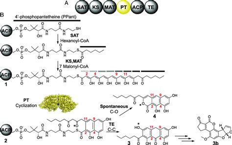 Aflatoxin biosynthesis. (A) Domain architecture of the aflatoxin ...