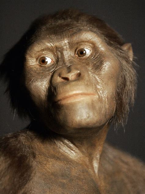 Did fall from tree kill famous human ancestor Lucy? | Early humans ...