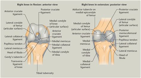 Management Of Multiligament Knee Injuries Dr Rahul Bade