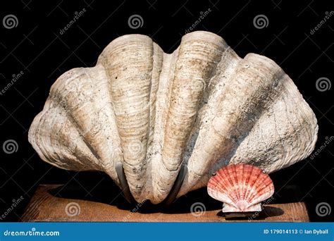 Giant Tridacna Gigas Bivalve Mollusk And Scallop Shell Specimens Stock