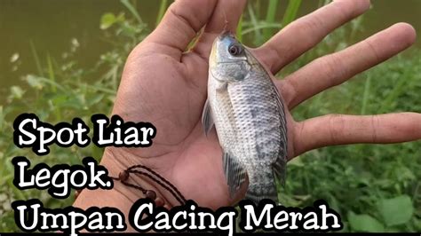 Mancing Liar Mujaer Nila Hanya Umpan Cacing Merah Auto Gacor Strike