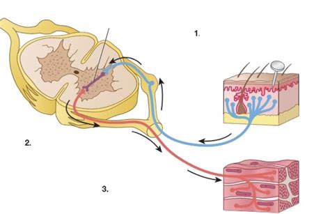 Reflex figure 4.36 Diagram | Quizlet