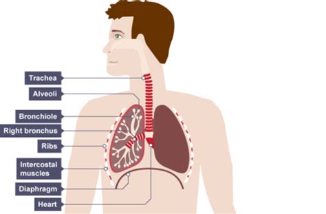 Dat Biology Respiratory System Flashcards Quizlet