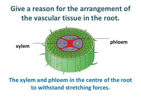 Xylem And Phloem In Root