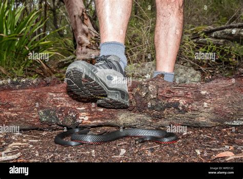 Stepping on to snake hi-res stock photography and images - Alamy