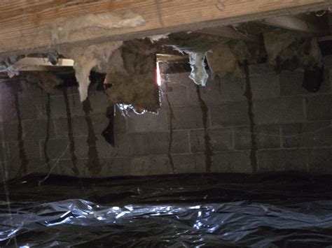 Are Termites in Mt. Juliet? - Armor Termite and Pest Control