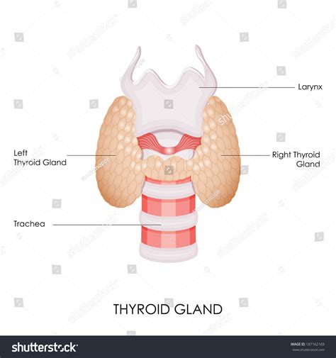 Vector Illustration Of Diagram Of Thyroid Gland Shutterstock