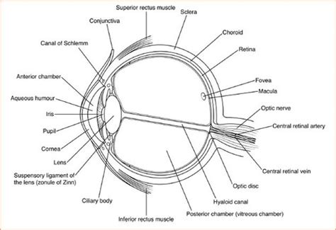 Chapter 10 Diseases Of The Eye And Adnexa H00 H59 Flashcards Quizlet