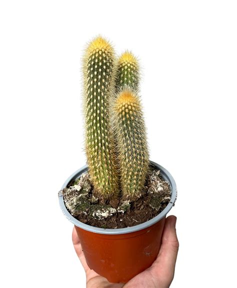 Buy Vatricania guentheri Houseplant - Express UK delivery | Root ...
