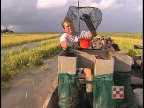 Crawfish Farming In Louisiana Rice Fields [5:37] : ArtisanVideos