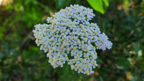 Yarrow A Complete Grow Care Guide Achillea Millefolium GrowIt