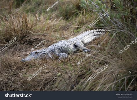 Alligator Habitat: Over 3,644 Royalty-Free Licensable Stock Photos ...