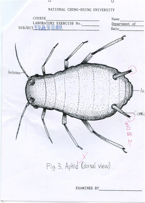 Entomology Point Diagram Aphid By Gogosanford On Deviantart