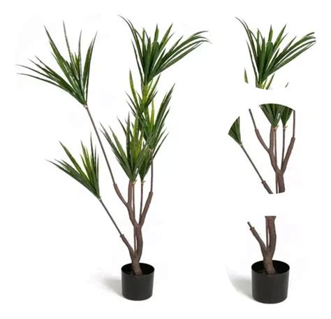 Rvore Dracena Marginata X Real Toque No Vaso Mt Parcelamento