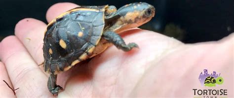 Eastern Box Turtle For Sale Eastern Box Turtles For Sale Buy Online