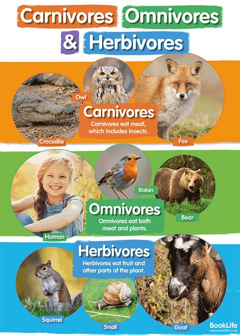 Carnivores, Omnivores and Herbivores Poster – BookLife