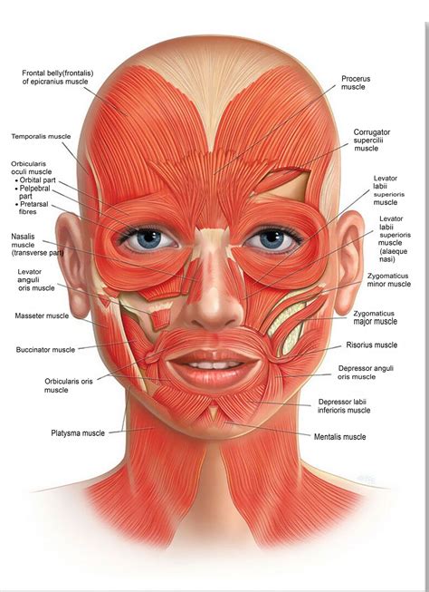 Face Anatomy Muscle Veins Detailed Educational Science Poster2 Etsy