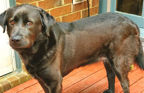 Teddy Austin Success Story UGA College Of Veterinary