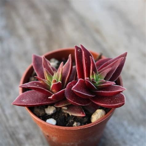 Crassula Capitella Subsp Thyrsiflora Giant Form La Boutique Del Verde