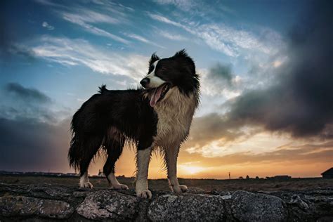 A Happy Irish Sheepdog Dogpictures