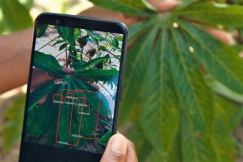 PlantVillage develops phone app to detect crop diseases