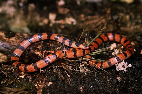 Culebra Minera Potosina Geophis Latifrontalis NaturaLista Mexico