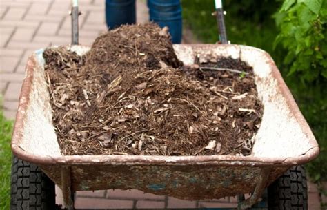 What To Do With Old Mulch 9 Uses And Helpful Tips