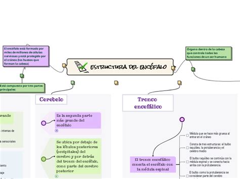 Estructura Del Enc Falo Mind Map