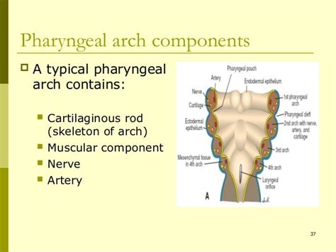 Developmentof Branchial Arches 23 0ct 2011