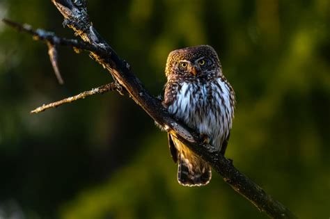 Bulbul Photos | Image Gallery Information | Earth Life