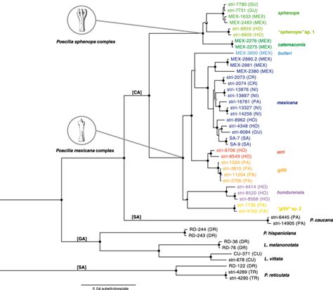 Mitochondrial Dna Tree Phylogenetic Tree Majority Rule Consensus