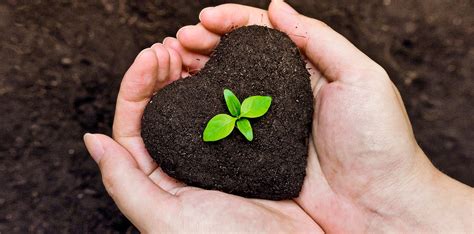 Atrae el amor a tu vida con la ayuda de estas increíbles plantas