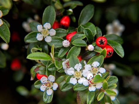 How To Grow and Care for Cotoneaster Plant (Cotoneaster spp.) | Florgeous