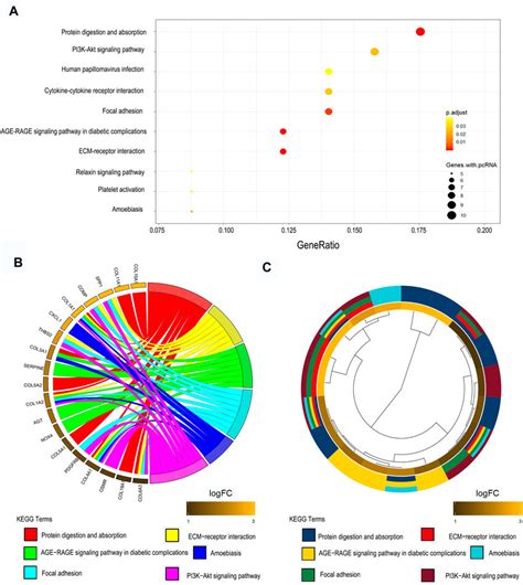 Kegg Results Of Up Regulated Degs In Gc A Degs Enriched In Kegg