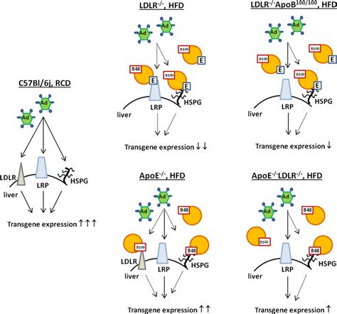 Proposed mechanism on how lipoproteins and lipoprotein receptors are ...